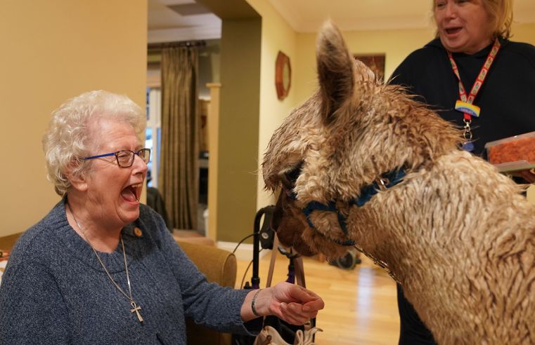 Alpacas visit veterans at Royal Star & Garter in Surbiton: Air Force veteran Vera feeding Hugo