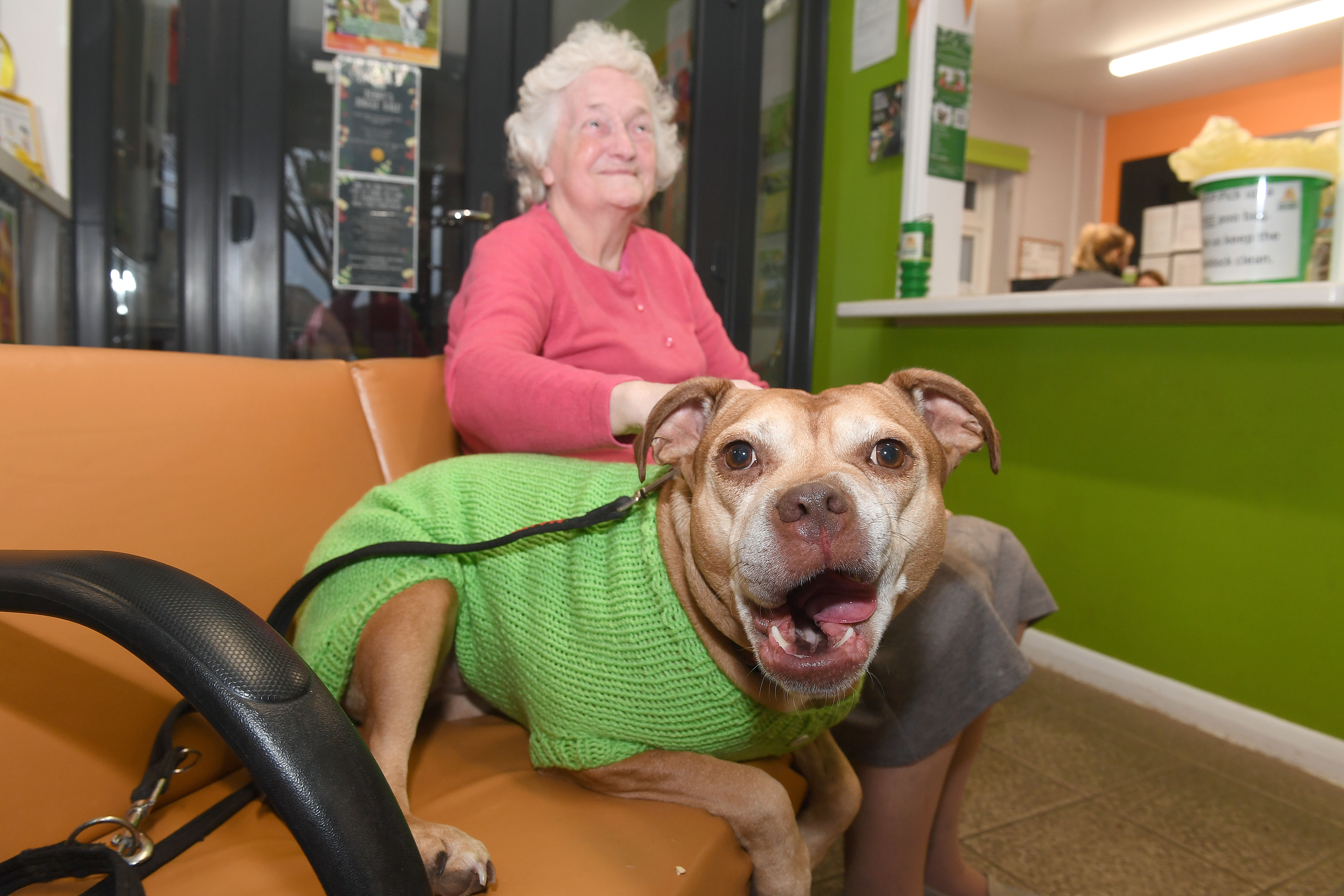 Residents Knit Coats for Dogs