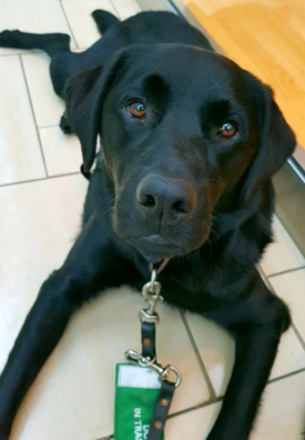 Billy the black Labrador, who was named in honour of late Tynetec colleague Billy Graham, has been chosen to become the UKâ€™s first dementia community dog as part of the Dementia Dog Project.