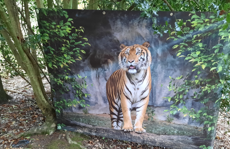 Some of the wild animal banners, hung between the trees on the Stisted Safari.  