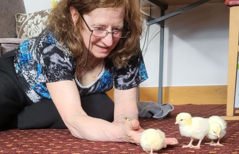 CHICKS BRING JOY TO CRAMLINGTON CARE HOME RESIDENTS